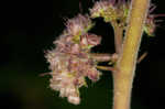 Hairy crabweed <BR>Clammyweed